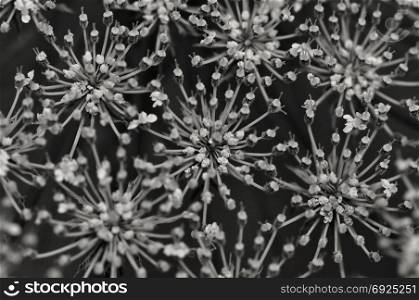 Yarrow plant flowers abstract background macro. Selective focus black and white.