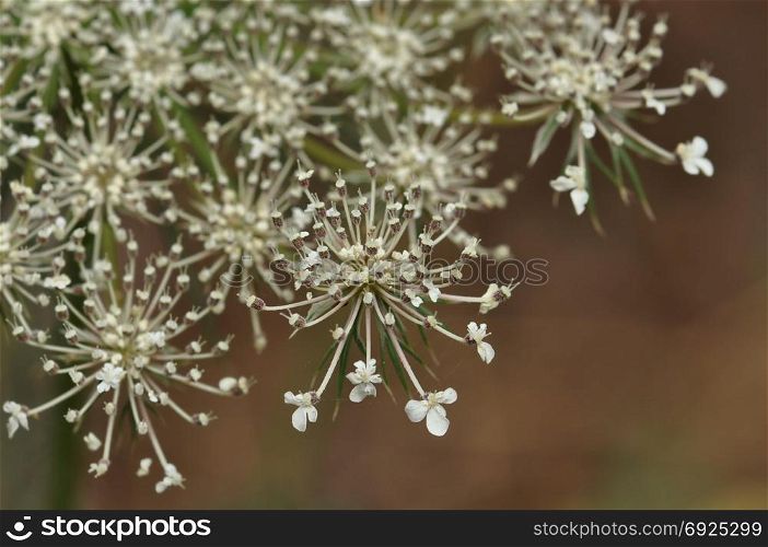 Yarrow plant flowers macro abstract background. Selective focus.