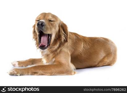 yawning golden retriever in front of white background