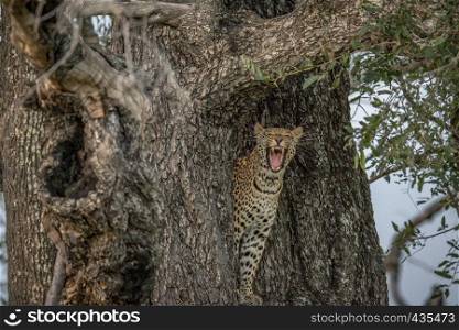 Yawning Leopard in a tree in the Okavango delta, Botswana.