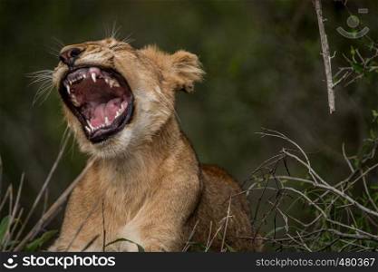 Yawning Lion cub in the Kruger National Park, South Africa.