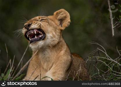 Yawning Lion cub in the Kruger National Park, South Africa.