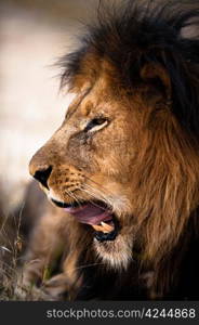 Yawning lion near Kruger National Park