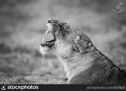 Yawning Lioness in black and white in the Kruger National Park.