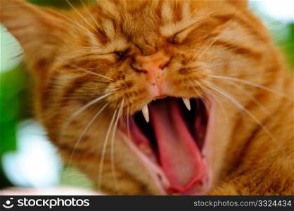 Yawning Orange Cat. Close-up of tired or bored orange Cat yawning and showing its its teeth and tongue