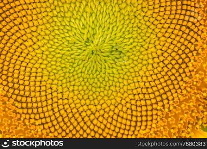 Yellow abstract texture background of sunflower petal closeup