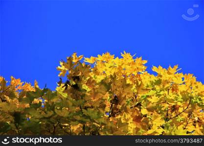 Yellow acer leaves against clear blue sky