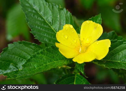 yellow alder flower with raindrops