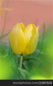 Yellow amazing spring floral background. Beautiful yellow triumph tulips. Beautiful tulips in tulip field. Blooming yellow triumph tulip closeup