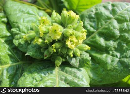 yellow and beautiful flowers of tobacco with big leaves