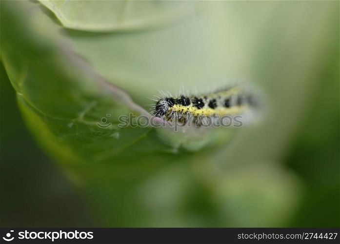 Yellow and black hairy catipillar eating a cabbage leaf. Short DOF focus on catipillar.
