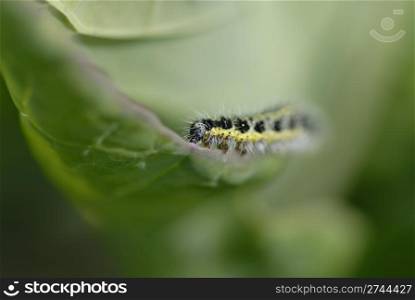 Yellow and black hairy catipillar eating a cabbage leaf. Short DOF focus on catipillar.