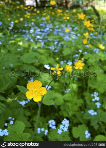 Yellow and blue flowers in the green field