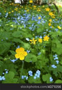 Yellow and blue flowers in the green field
