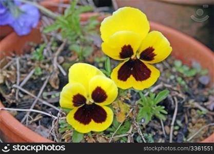 yellow and brown pansies