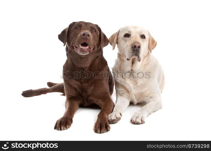 Yellow and chocolate Labrador. Yellow and chocolate Labrador in front of a white background