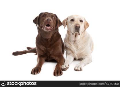 Yellow and chocolate Labrador. Yellow and chocolate Labrador in front of a white background