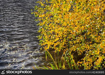 yellow and green autumn leaves tree on river bank