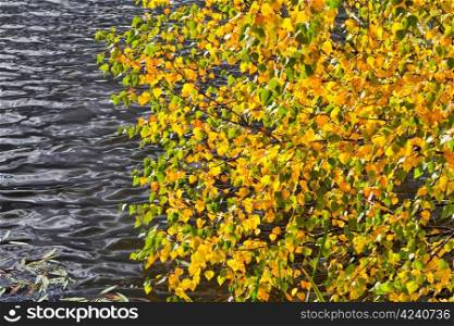 yellow and green autumn leaves under grey river