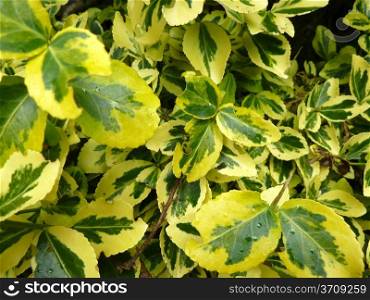 Yellow and green. Bright yellow and green variegated leaves