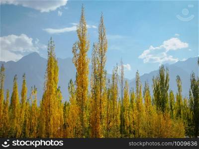 Yellow and green leaves poplar trees in autumn season against clear blue sky and mountain. Colorful foliage in Skardu Gilgit Baltistan, Pakistan.