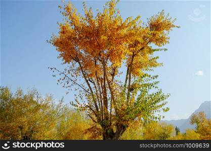 Yellow and green leaves trees in autumn season against clear blue sky. Colorful foliage in Gilgit Baltistan, Pakistan.