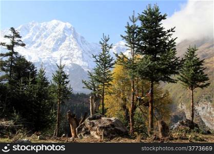 Yellow and green pine trees and snow peak of Manaslu in Nepal