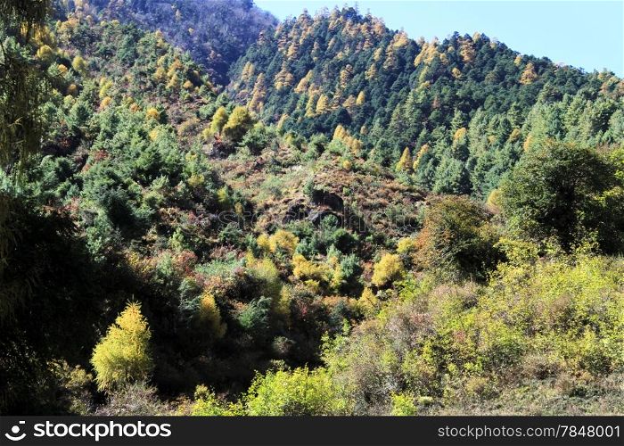 Yellow and green pine trees ibn mountain in Nepal