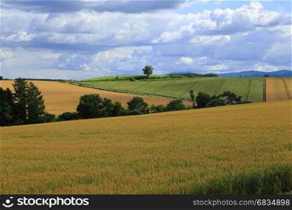 Yellow and green wheat field during summer at countryside of Biei, Hokkaido
