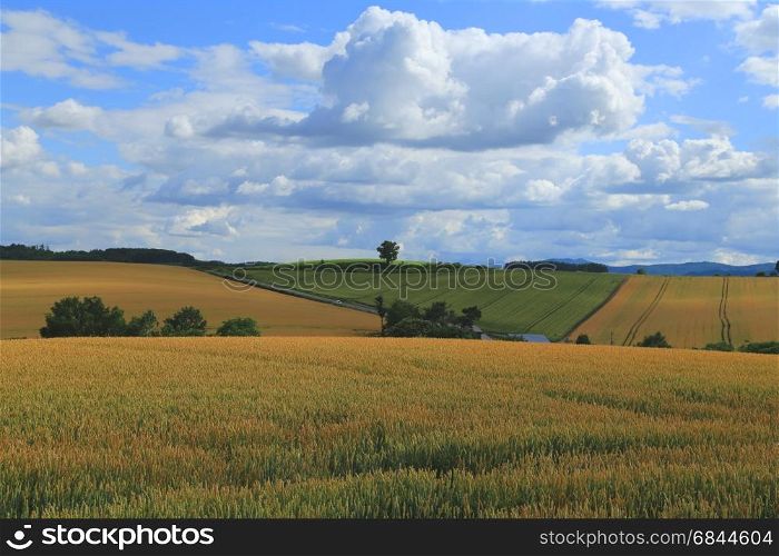 Yellow and green wheat field during summer at countryside of Biei, Hokkaido