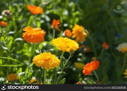 Yellow and orange calendula flowers in a garden in the summer