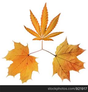 Yellow and orange cannabis and maple leaves isolated on white. Canada symbol.. Yellow and orange cannabis and maple leaves isolated on white.