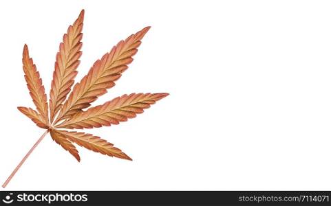 Yellow and orange cannabis leaf isolated on white. Hemp leaf close up. Copy space. Fall background. Yellow and orange cannabis leaf isolated on white. Hemp leaf close up.