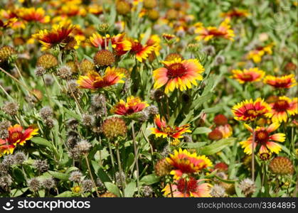 Yellow and Orange Daisy Flowers field.