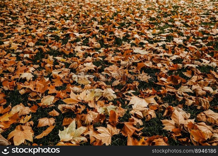Yellow and orange leaves on forest ground. Natural autumn background. High quality photo. Yellow and orange leaves on green lawn. Natural ground, autumn background.