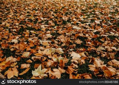 Yellow and orange leaves on forest ground. Natural autumn background. High quality photo. Yellow and orange leaves on green lawn. Natural ground, autumn background.