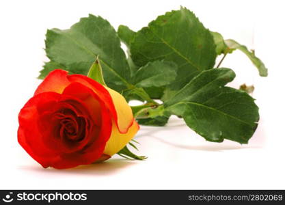 Yellow and orange rose isolated on white