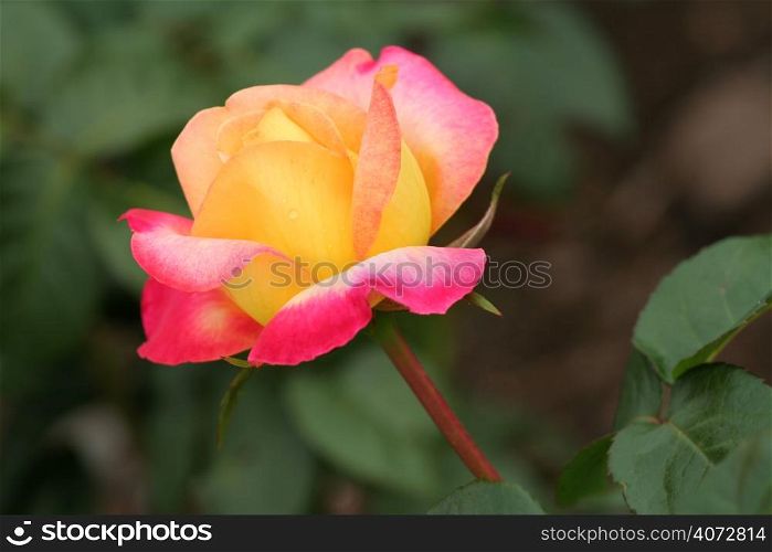 Yellow and pink flower