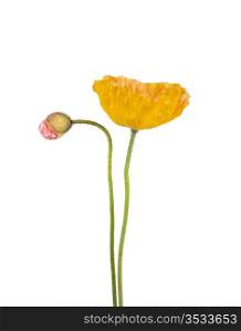 Yellow and pink poppies isolated on white background.Shallow focus.