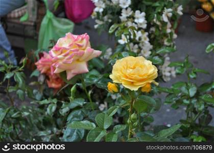 yellow and pink rose flower. yellow and pink rose perennial shrub (genus Rosa) flower bloom