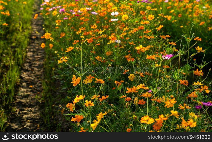 Yellow and Pink sulfur Cosmos flowers blooming in the garden of the nature background.