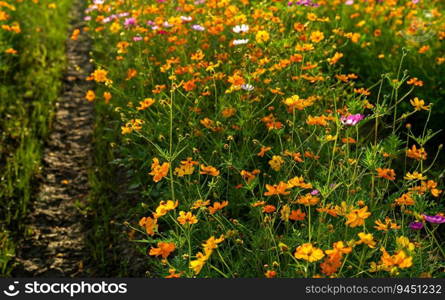Yellow and Pink sulfur Cosmos flowers blooming in the garden of the nature background.