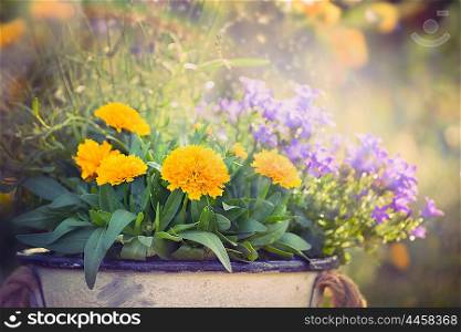 Yellow and purple garden flowers bunch on summer or autumn nature background, close up