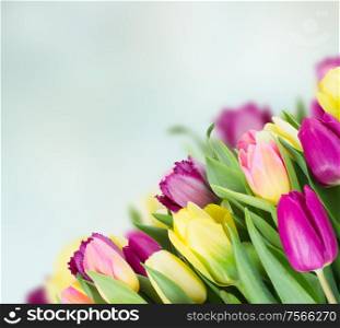 yellow and purple tulip flowers border on blue background with copy space. bouquet of yellow and purple tulip flowers