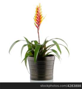 Yellow and red bromelia Flower on white background.