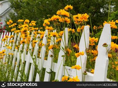 Yellow and red flowers growing along a white picket fence in traditional garden