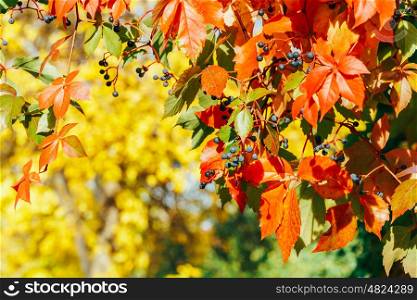 Yellow And Red Leaves On Autumn Sunny Weather