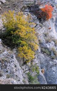 Yellow and red plants in the Balkan Mountains in the fall