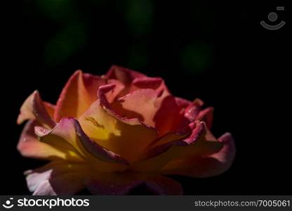 yellow and red rose-bud on blak background. rose-bud black background