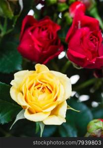 yellow and red roses in bouquet of flowers close up